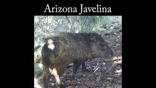 Javelina looking for juniper berries wildlife nature javelina [upl. by Elisee]