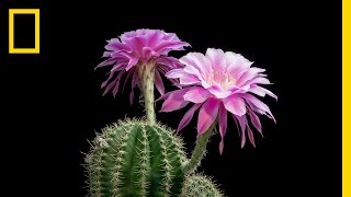 TimeLapse Beautiful Cacti Bloom Before Your Eyes  Short Film Showcase [upl. by Suhpesoj355]