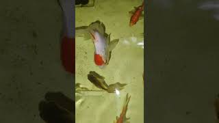 Fi fish guppy aquarium fishing tamil trend [upl. by Niras652]