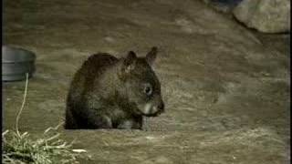 A baby wombat running around and being cute Part 2 [upl. by Joelle]