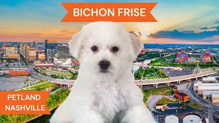 Bichon Frise Breed Highlights [upl. by Buchheim]