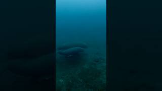 Manatee Mom amp Babys Heartwarming Reunion facts wildlifeharmony manatee [upl. by Bridie]