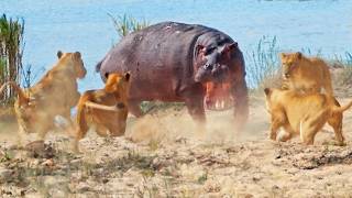 Angry Hippo Tries Fighting Off 7 Lions [upl. by Ahsad]