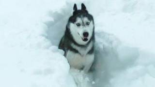 Mishka the Husky in DEEP SNOW [upl. by Sanborne329]