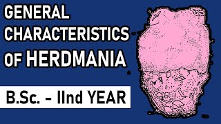 General Characters of Herdmania  Urochordata  BSc2nd year  Zoology Point [upl. by Ineslta]