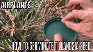 Propagating Tillandsia from seed Tricks to germinating Air plants [upl. by Echikson]