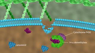 Mechanism of action of antifungal drugs [upl. by Sharl]