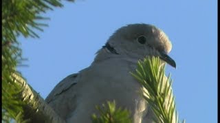 Tourterelle turque Collared Turtledove  Turkentaube Streptopelia decaocto [upl. by Schecter396]