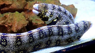 Facts The Snowflake Eel [upl. by Meeker]