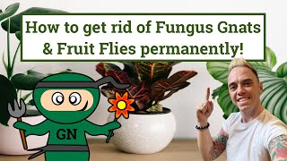 Getting rid of Fungus Gnats or Sciarid flies permanently [upl. by Matthaus]