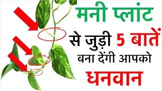 मनी प्लांट से जुड़ी ये 5 बातें बना देंगी आप को धनवान  How to become rich in real life Vastu care [upl. by Nnylhtak]