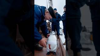 A touching story about a mother penguin asking for help from a ships crew to save her baby [upl. by Anuska]