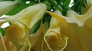 FLOWER TREE BRUGMANSIA ARBOREA [upl. by Sibelle]