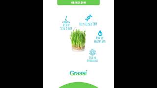 Health Benefits of Barley Grass  Graasi Organic Barley Grass Water [upl. by Chisholm435]