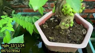 Sung Bonsai mini Siêu Quả  SUng Cảnh Chơi Tết SAi Quả [upl. by Ayrotal301]