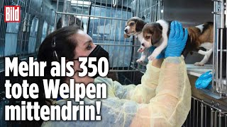 Gezüchtet für Tierversuche 4000 Hunde aus ZwingerHölle gerettet [upl. by Fine]