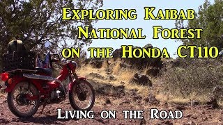 Exploring Kaibab National Forest on Honda CT110  Living on the Road [upl. by Zebulon]