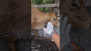 SUPER LIMOSIN Antibiotic injection in Limousin cows after giving birth cow animals shortvideo [upl. by Kristan]