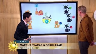 Marcus Oscarsson M och KD går som katter kring het gröt  Nyhetsmorgon TV4 [upl. by Morganne]