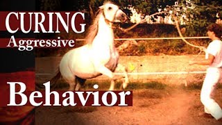 Healing Aggressive Stallion [upl. by Lienaj502]