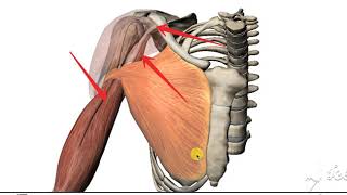 Coracobrachialis 2 [upl. by Detta]