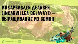 Инкарвиллея Делавея Incarvillea Delavayi — выращивание из семян [upl. by Emmeline]