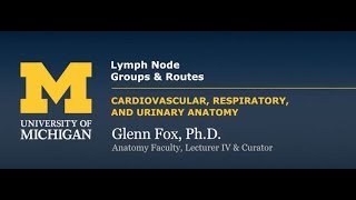 Cardiovascular  Lymph Node Groups and Routes [upl. by Ebba]