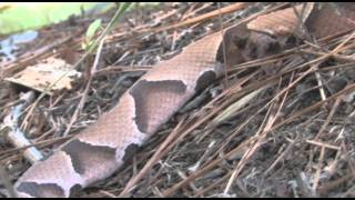 Southern Copperhead [upl. by Talia335]