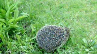 HEDGEHOG ATTACKS CAMERAMAN [upl. by Korman]