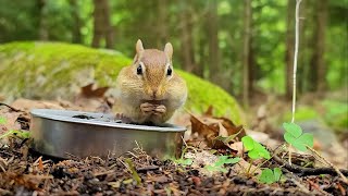 숲속에서 소리치며 달려오는 다람쥐 달이Chipmunk Darly Runs To Me Screaming From The Forest [upl. by Lananna]