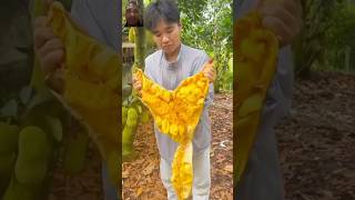 jackfruit satisfying fruit agriculture food ytshorts youtubeshorts [upl. by Nitsirt]