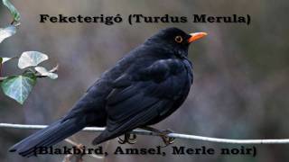 Feketerigó Turdus merula [upl. by Fayre]