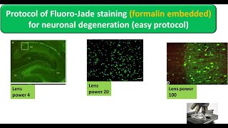 Protocol of FluoroJade staining formalin embedded for neuronal degeneration easy protocol [upl. by Bonner]