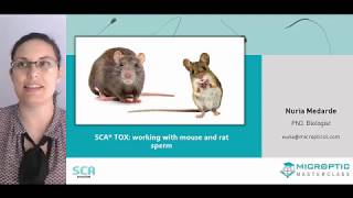 Webinar 6 SCA TOX working with mouse and rat sperm [upl. by Errick376]