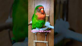 ヤエザクラインコ🦜メロン macaw parrot [upl. by Mazel]