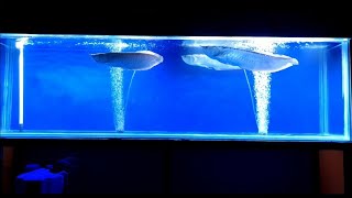 Arowana Fishtank Tips [upl. by Myrle46]