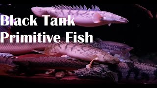 Black Tank with Primitive Fish  Polypterus and Arowana [upl. by Aener617]