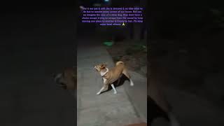 Dogs are stressed because of crackers  Tamil  English  helpstrays dogs nocrackers housepets [upl. by Lathan]