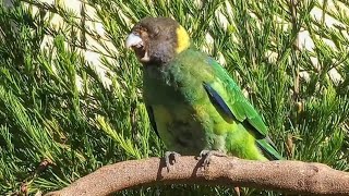 Australian Ringneck Parrot baby 𝘳𝘦𝘢𝘭𝘭𝘺 enjoying the morning sun [upl. by Atteuqehs]