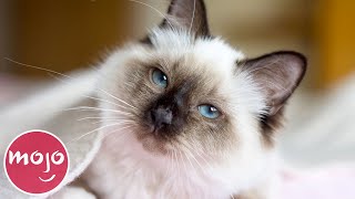 Top 10 Greatest Cat Breeds [upl. by Lecia]