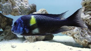 Tropheus Duboisi Cichlid adult male Lake Tanganyika [upl. by Adev]