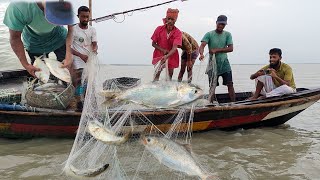 নদীতে বড় ইলিশ মাছ আর পানি সমান সমান hilsa Fish Catching 2023 Bangladesh Big ilish Fish Hunting [upl. by Nara]