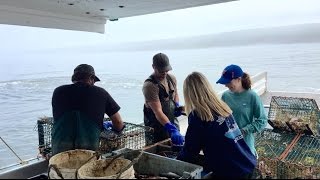 Lobster Fishing in Hampton Nova Scotia [upl. by Inman]