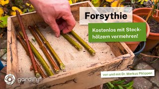 Forsythien im Herbst vermehren So einfach geht’s – Gratis Blütensträucher für deinen Garten [upl. by O'Connor517]