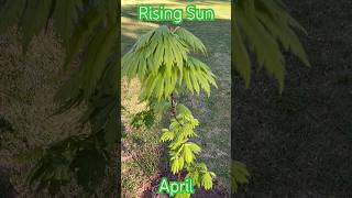 Rising Sun Japanese Maple April [upl. by Tewfik315]