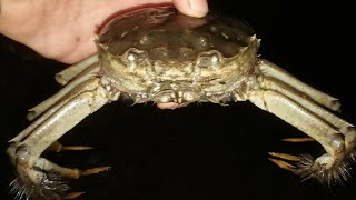 Зимняя Рыбалка 24 декабря Море Туман Крабы Балтийского моря Baltic Sea fishing crab [upl. by Akemej]