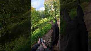 Quelle a été votre aventure la plus folle  🤔✨ horse alsace cheval shorts chevaux [upl. by Lucila]