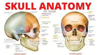 Skull Anatomy  Bones of Skull [upl. by Karry]