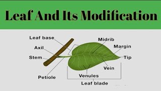 Leaf And Its Modification Leaf MorphologyPlant Systematic [upl. by Nylirad]