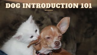 The Art of Canine Socialization How to Introduce Your New Dog to Your Other Beloved Pets [upl. by Adnac23]